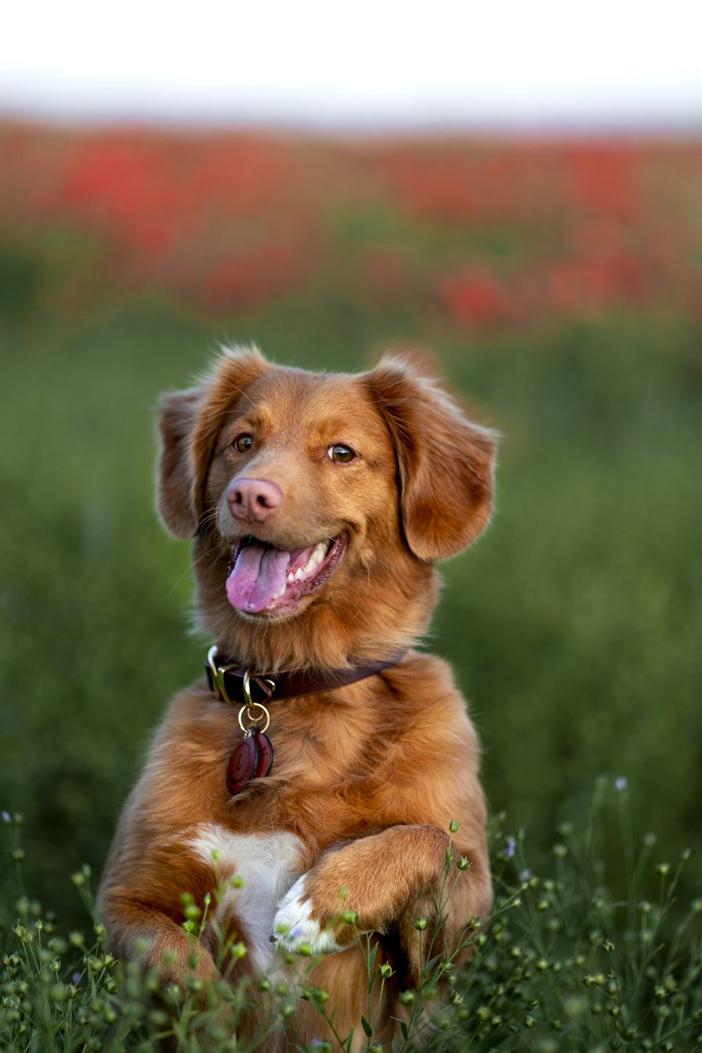 chien brun à poil long sur le champ d’herbe verte pendant la journée