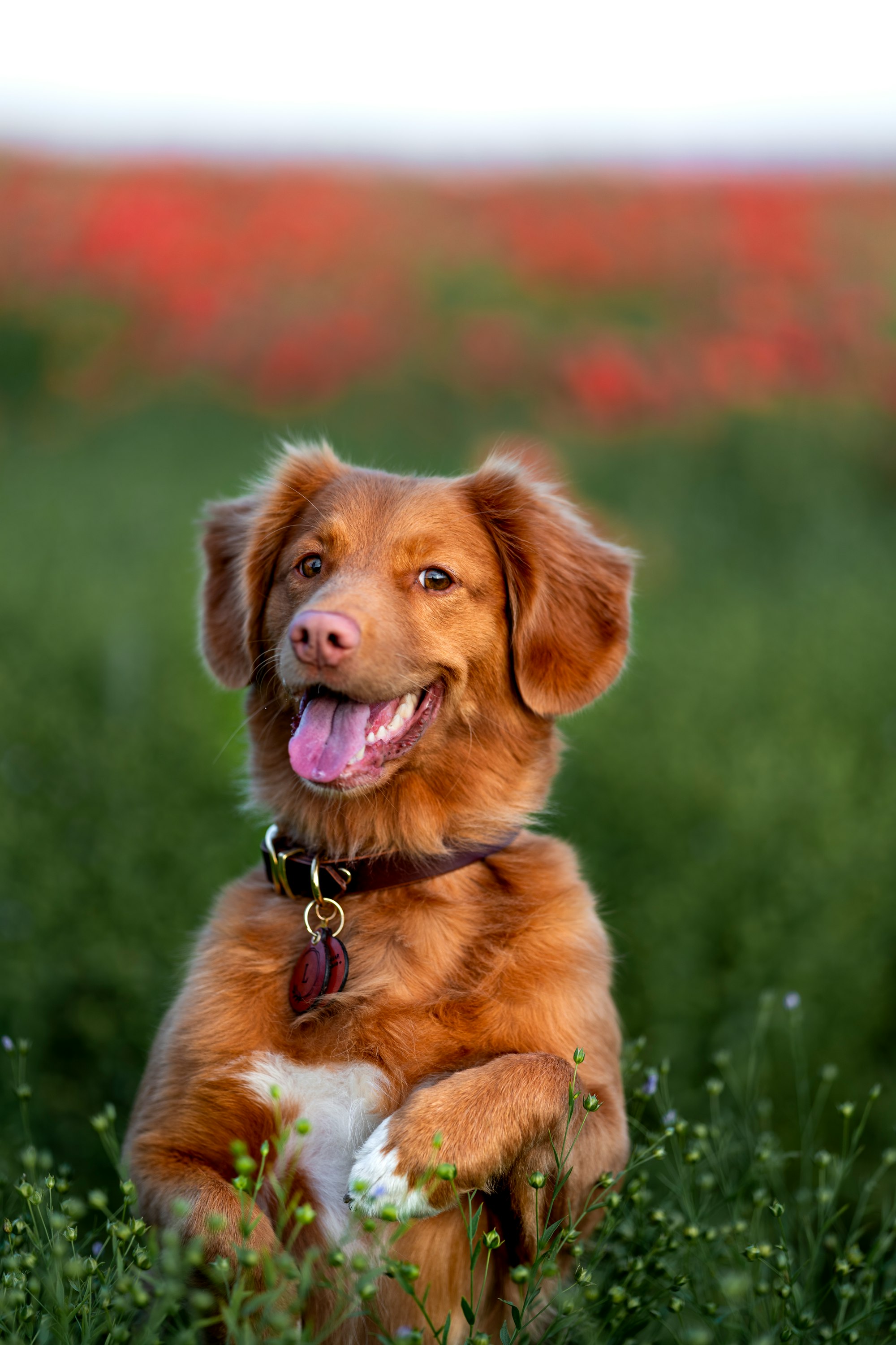 How to Keep Your Dog Healthy Happy