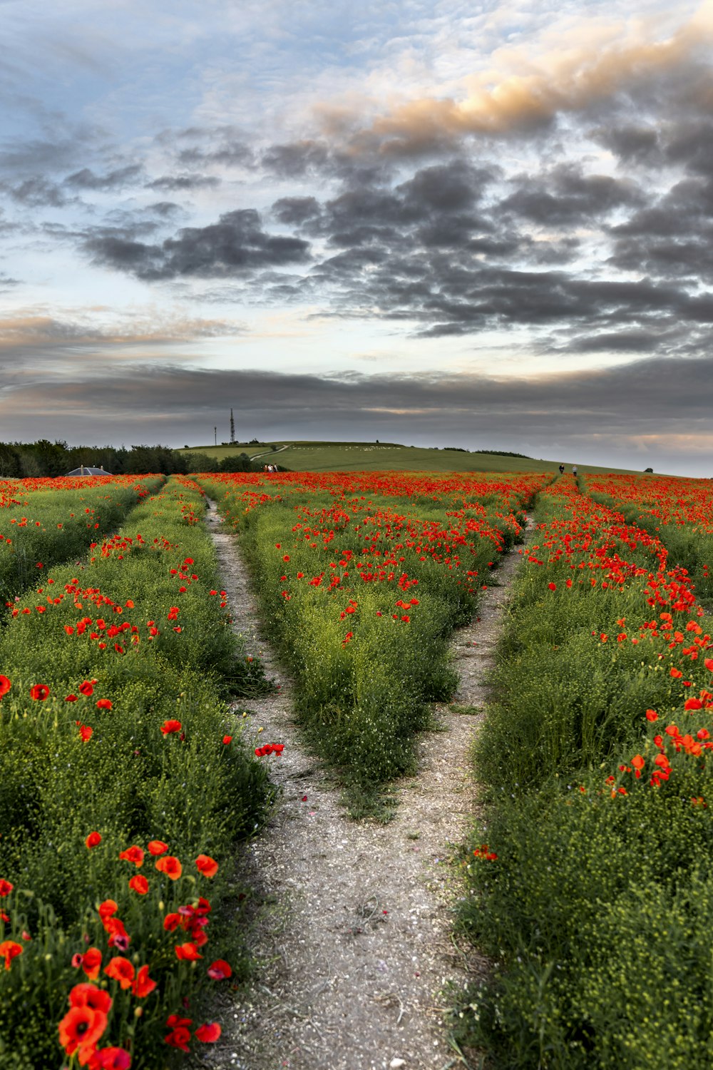 campo de flores vermelhas sob nuvens cinzentas durante o dia