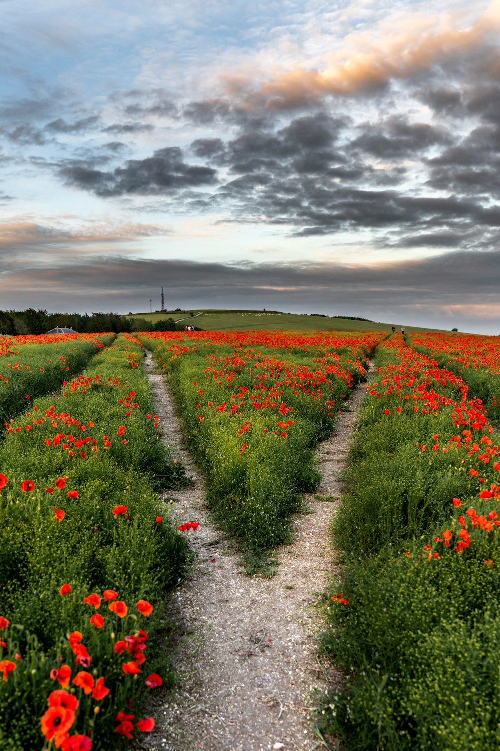 red flower field under gray clouds during daytime