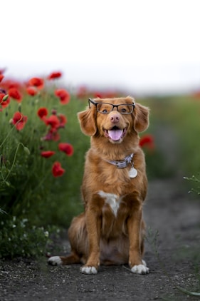 brown short coated dog on green grass field during daytime
