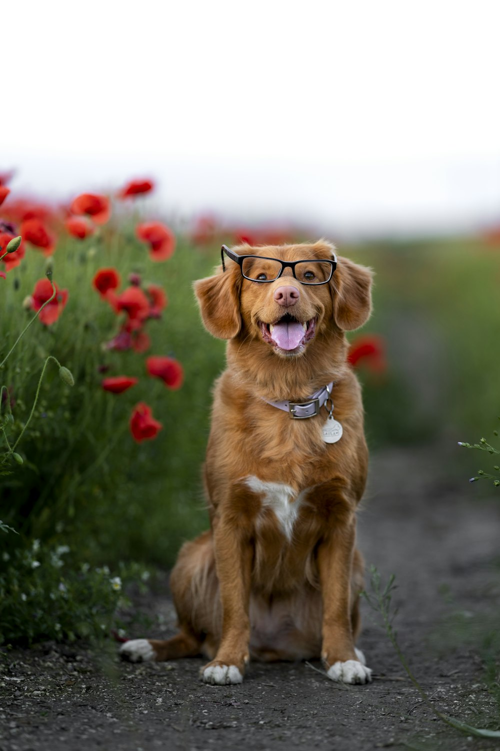 brown short coated dog on green grass field during daytime