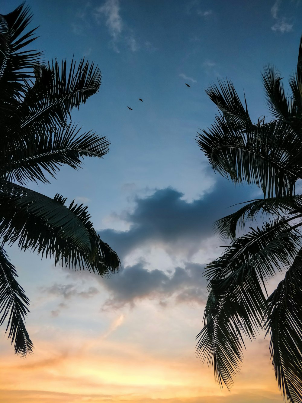 green palm tree under blue sky during daytime