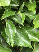 A close-up of raindrops on vibrant green leaves after a fresh shower.