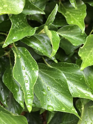 A close-up of raindrops on vibrant green leaves after a fresh shower.