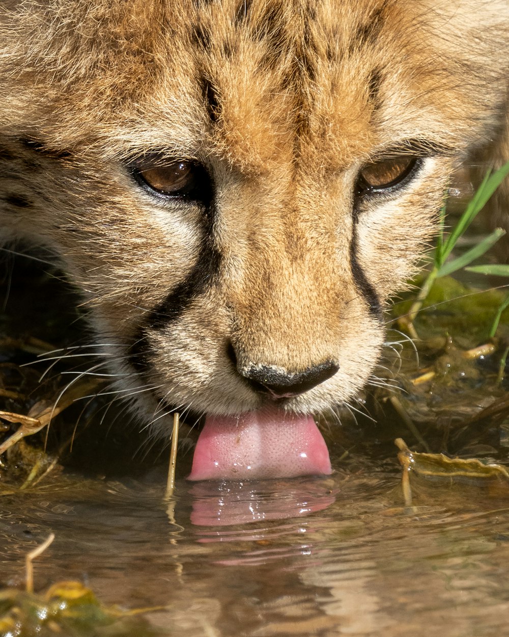 brown and black cheetah on water