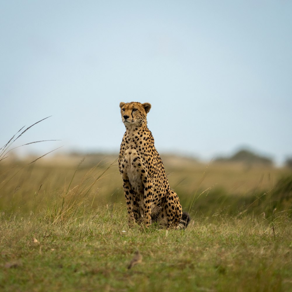 guépard marchant sur un champ d’herbe verte pendant la journée