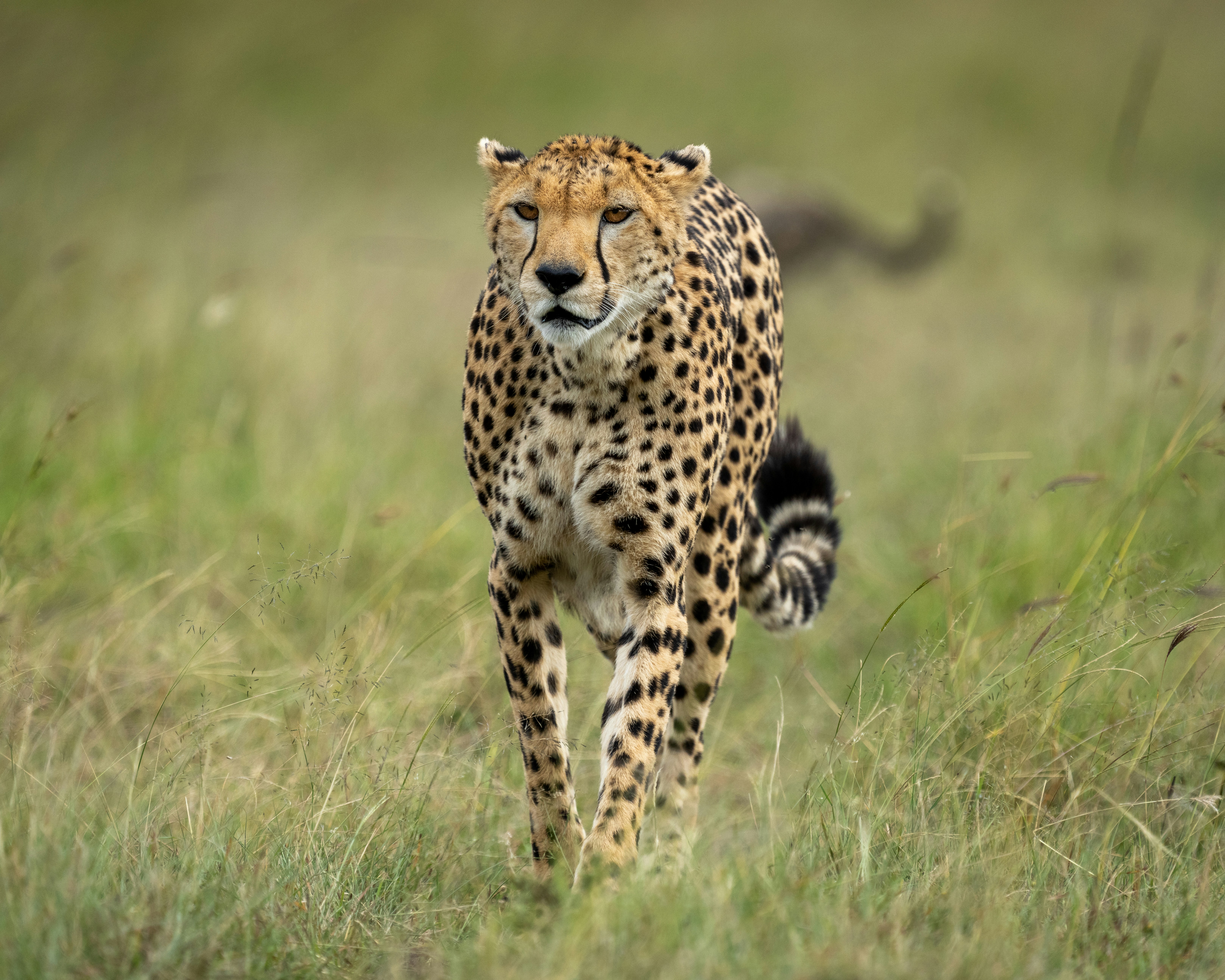 Kenya: Cheetahs Sprinting Across the Savannah (image credits: unsplash)