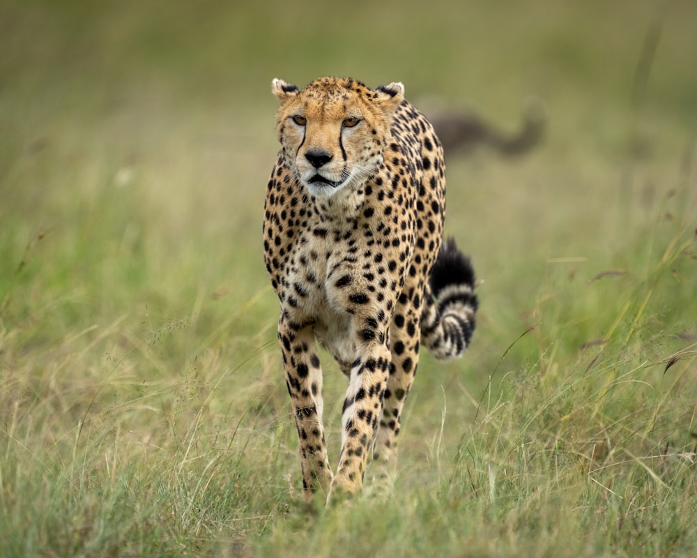 Cheetahs Reintroduced to India After 70 Years post image