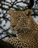A close-up of a majestic Sri Lankan leopard resting on a tree branch at sunset.