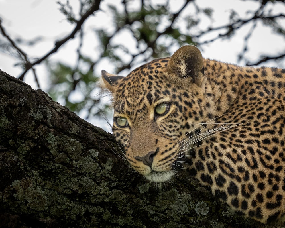 日中の木の枝のヒョウの写真 Unsplashで見つける野生動物の無料写真