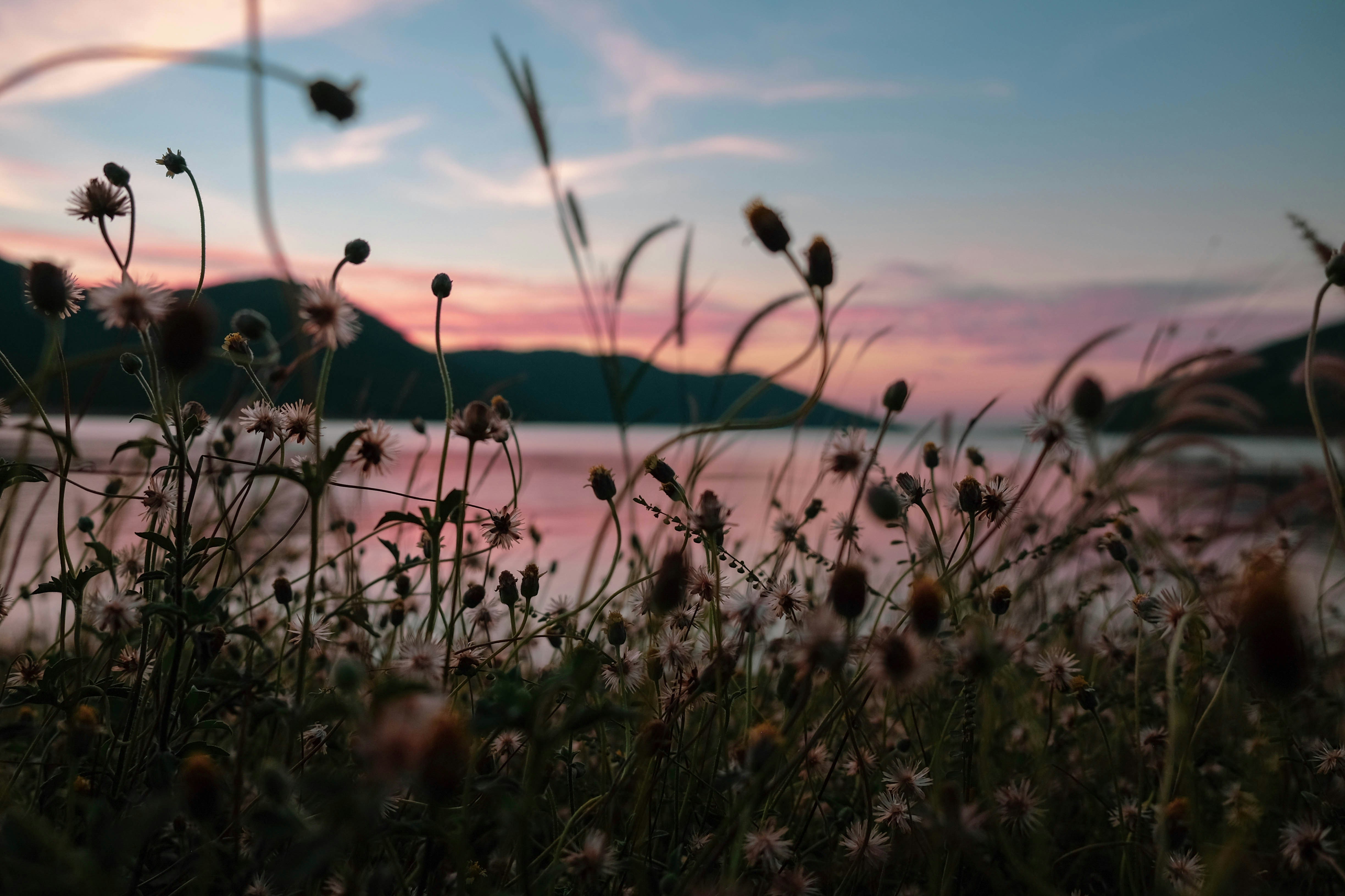 green grass near body of water during daytime, Grass flowers in the evening light at the edge of the reservoir