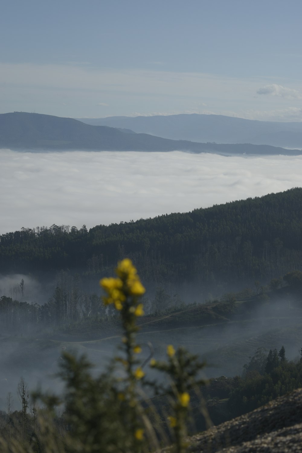 green trees on mountain during daytime