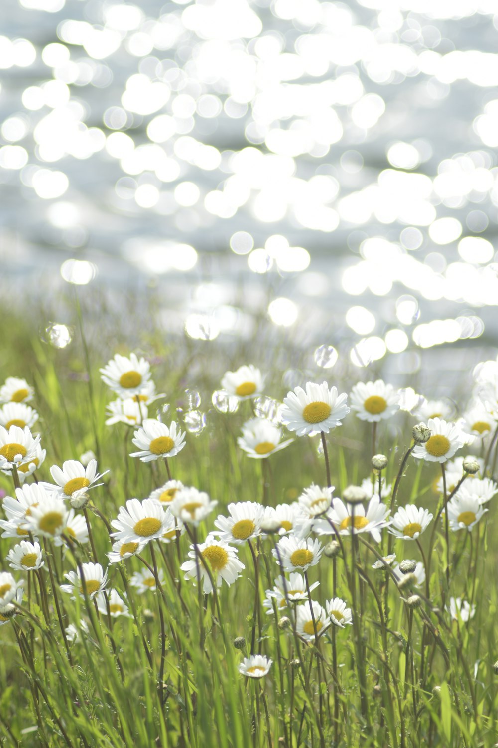 white flowers in tilt shift lens