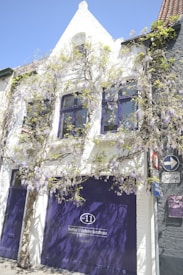 A quaint white house with vibrant purple windows and door, adorned with lush wisteria vines. Sunlight casts shadows of the wisteria on the facade. There is a sign indicating 'Number 11 Exclusive Guesthouse'. Greenery climbs the walls, and several road signs are attached to the building.