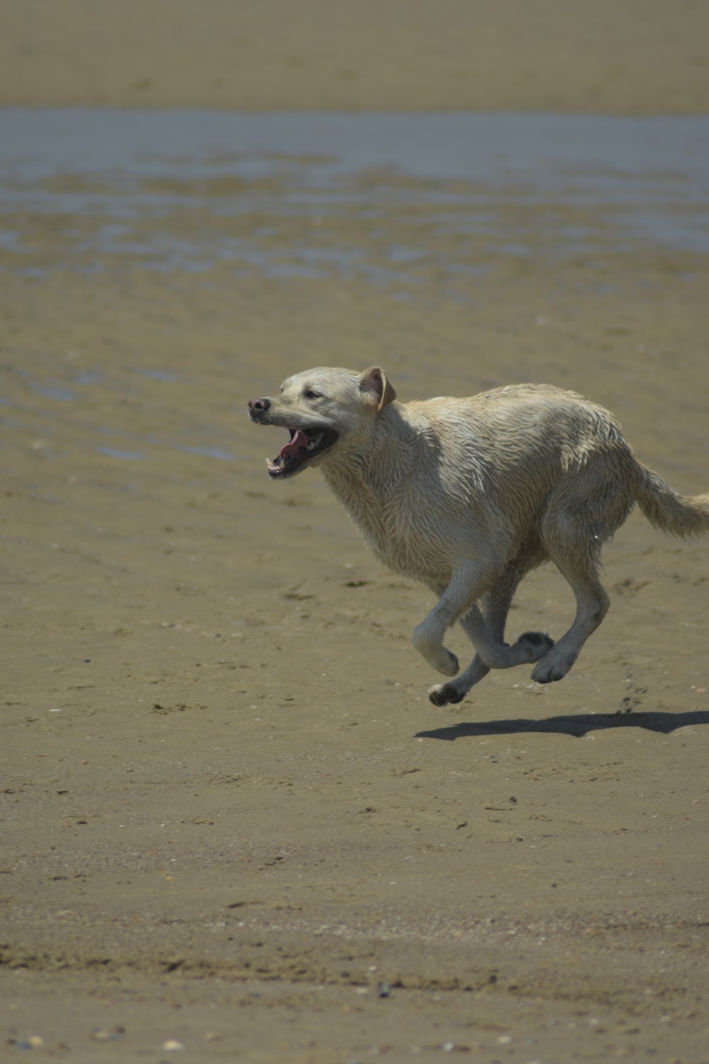 white short coated dog running on brown sand during daytime