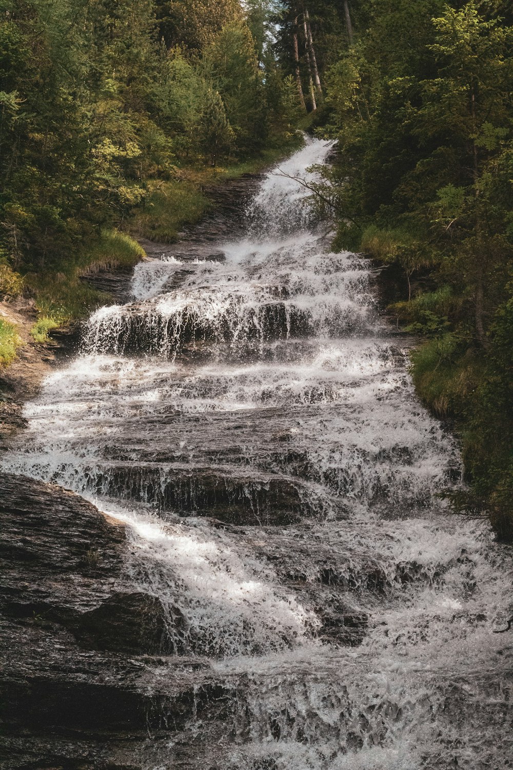 water falls in the middle of green trees