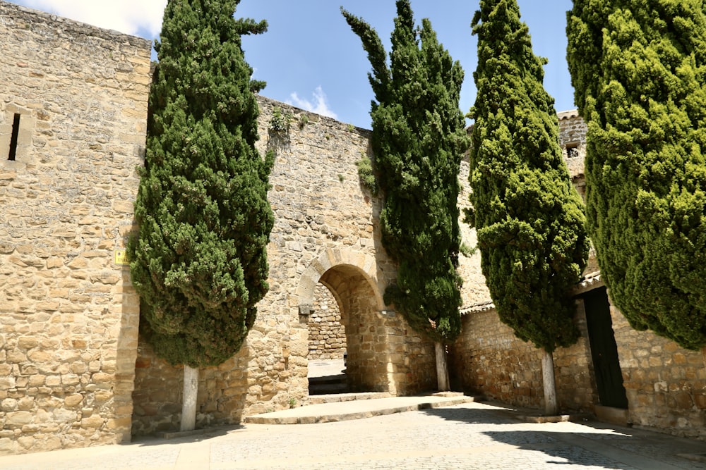 green tree near brown brick building