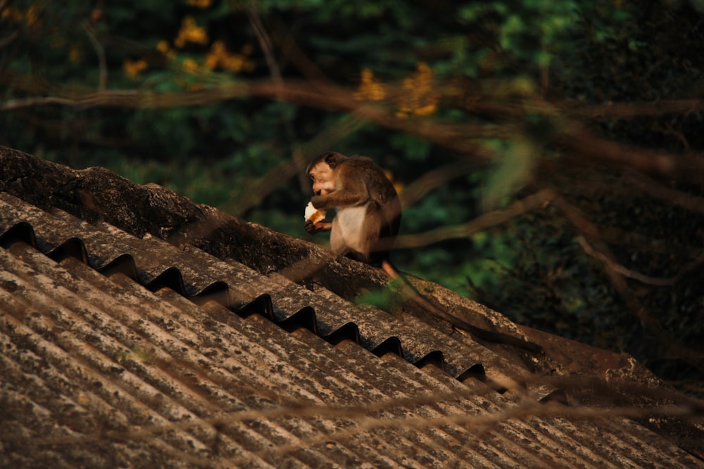 brown monkey on brown roof during daytime
