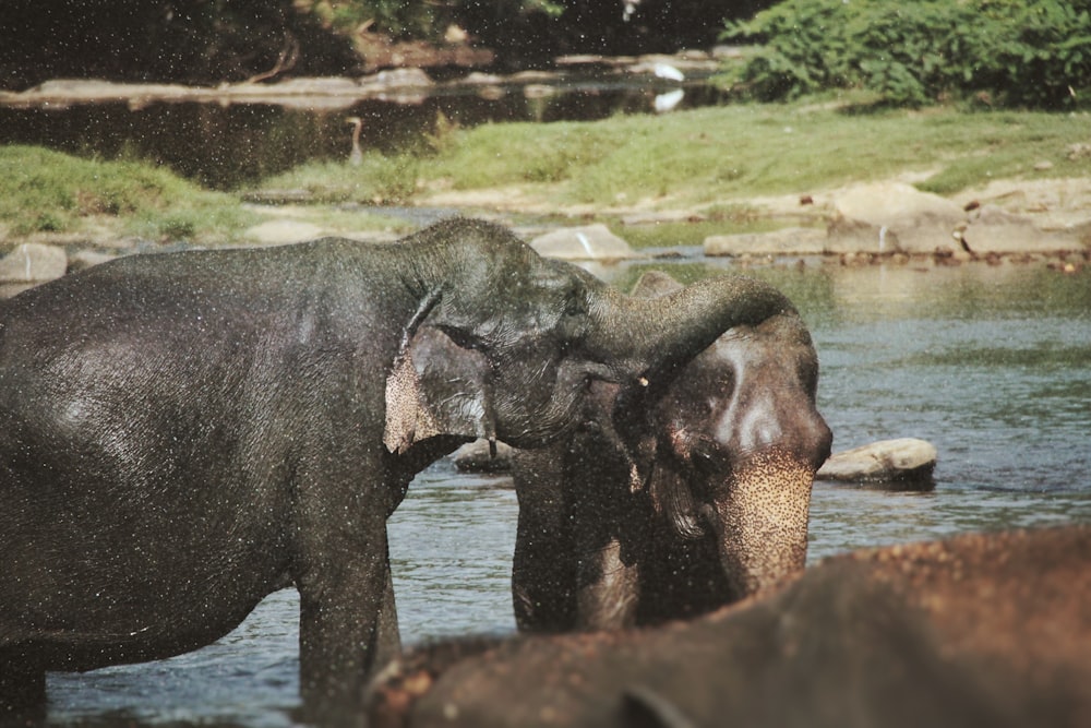 black elephant on body of water during daytime