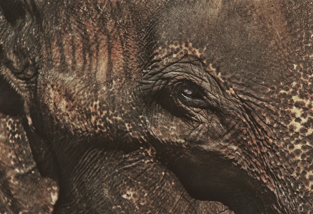 close up photo of elephants eye