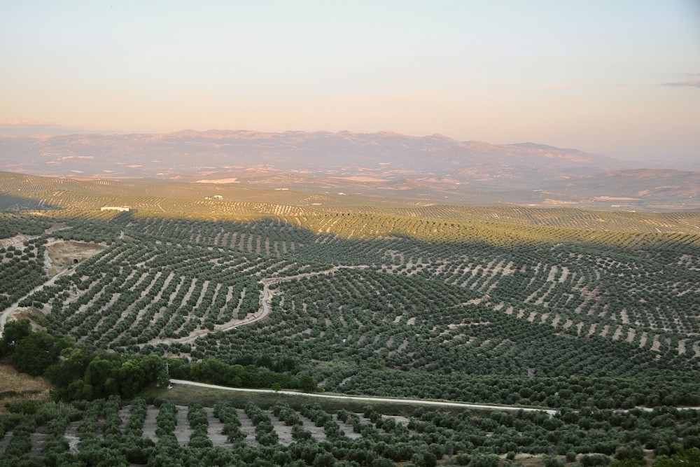 Árboles y plantas verdes durante el día