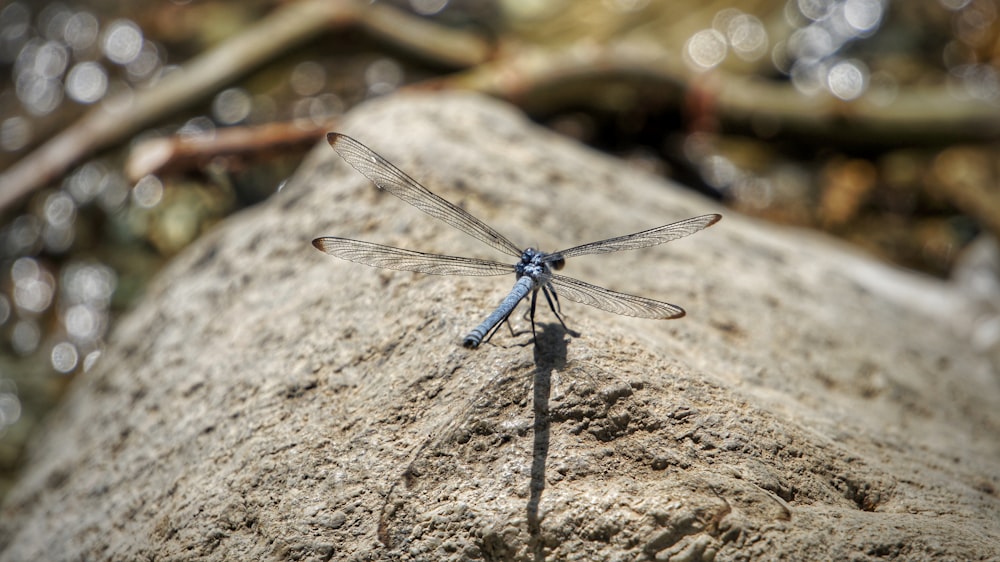 blue and black dragonfly on brown rock during daytime
