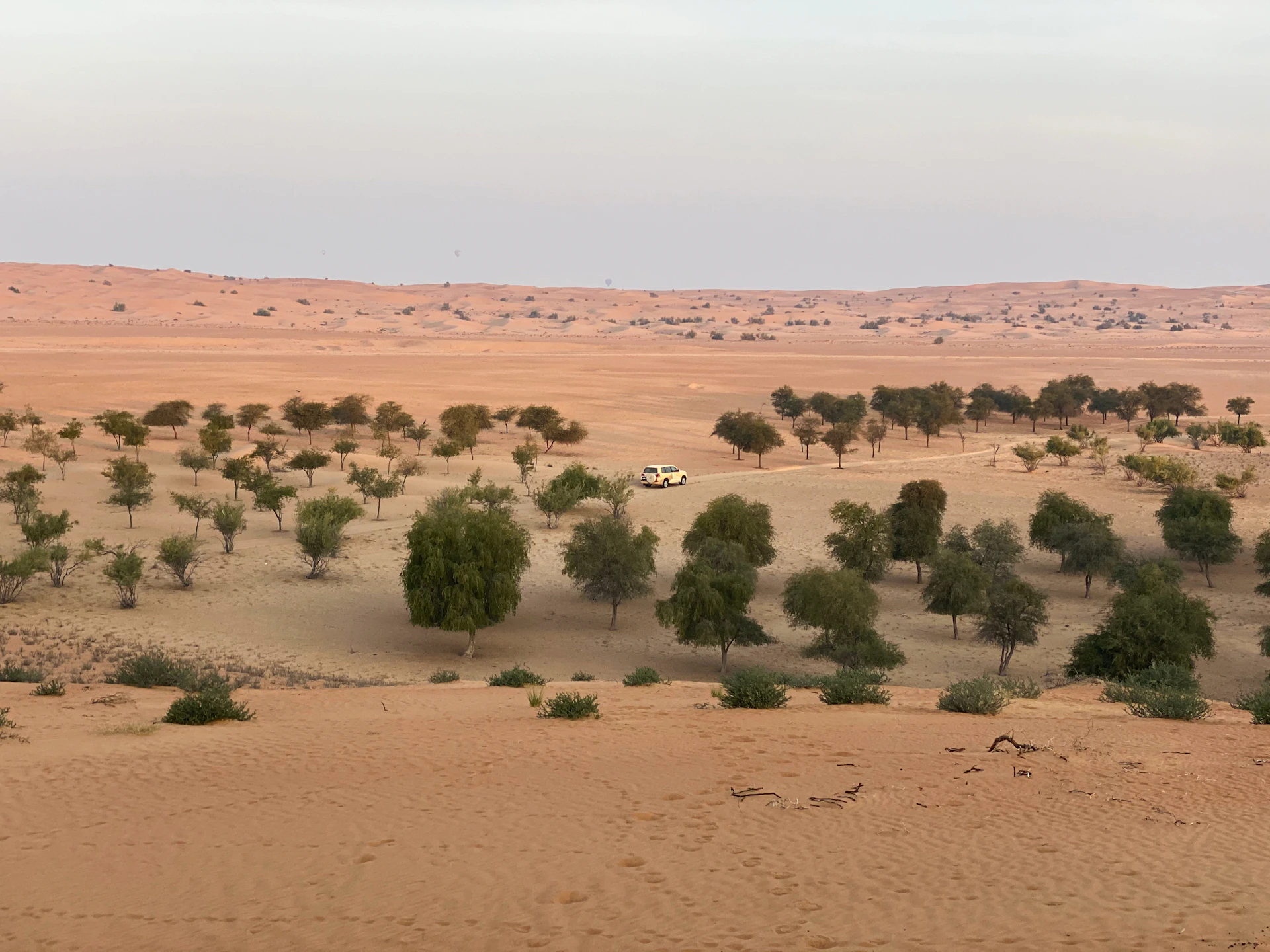 green trees on brown sand during daytime
