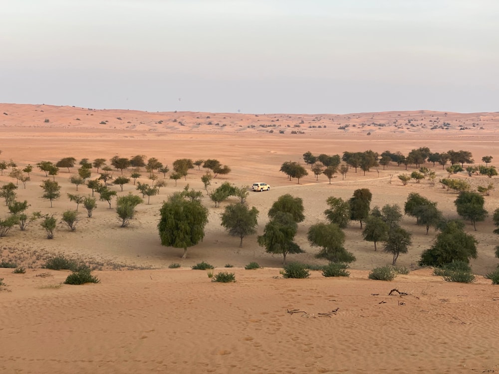 green trees on brown sand during daytime