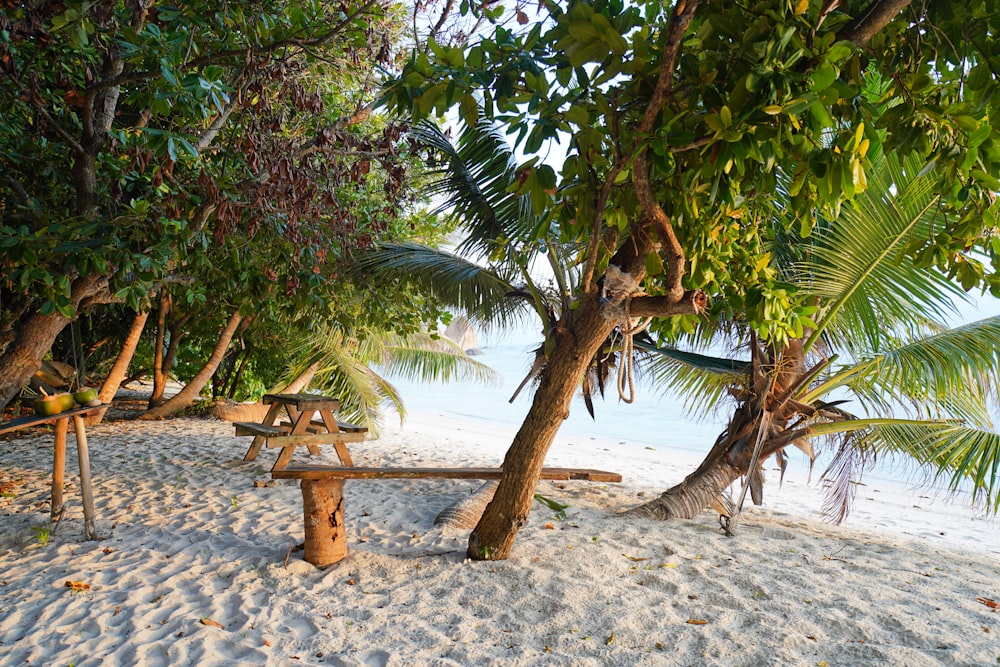 Palmier vert sur une plage de sable blanc pendant la journée
