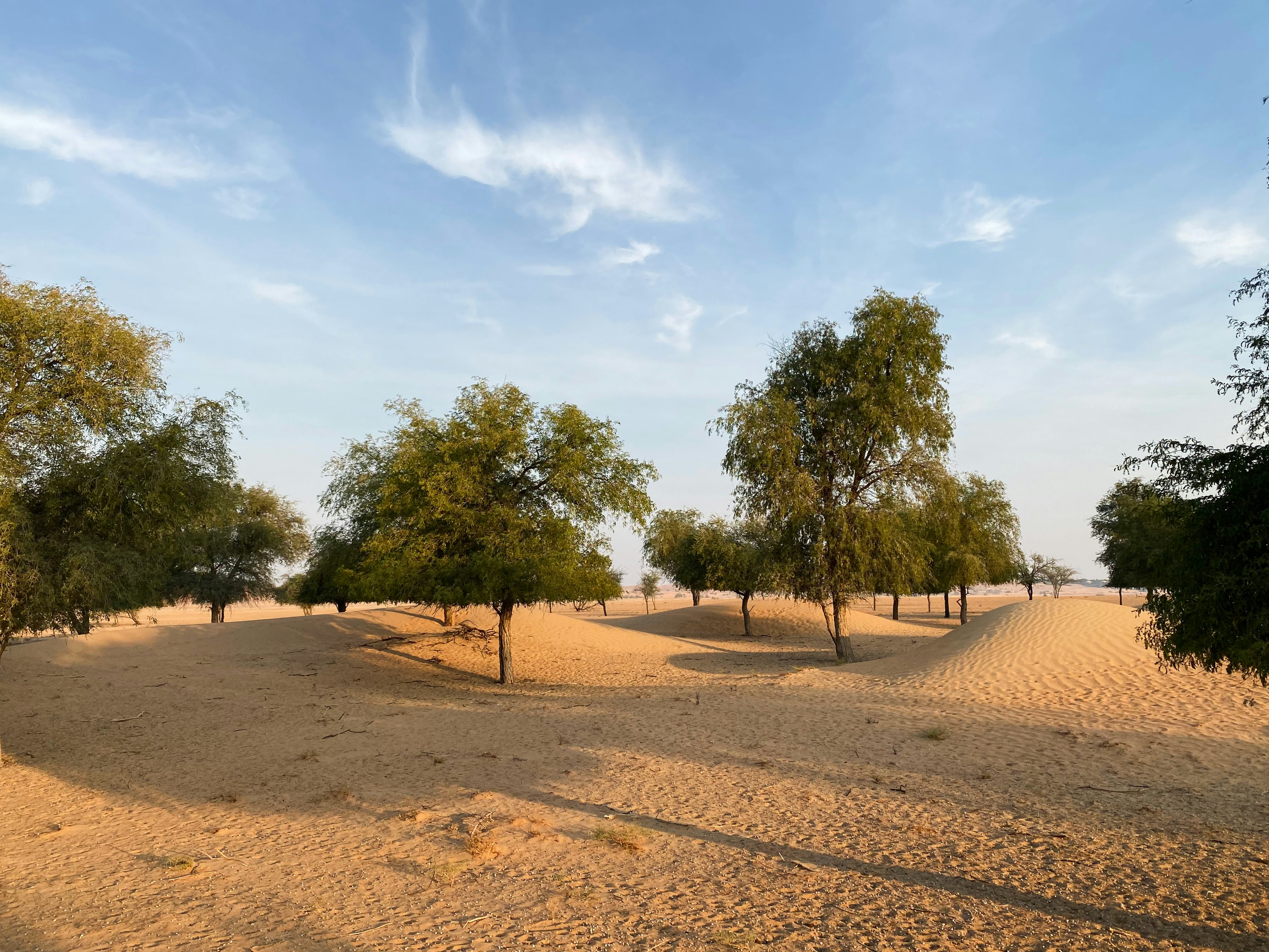 green trees on brown sand under blue sky during daytime, A pleasant morning in Dubai - United Arab Emirates.