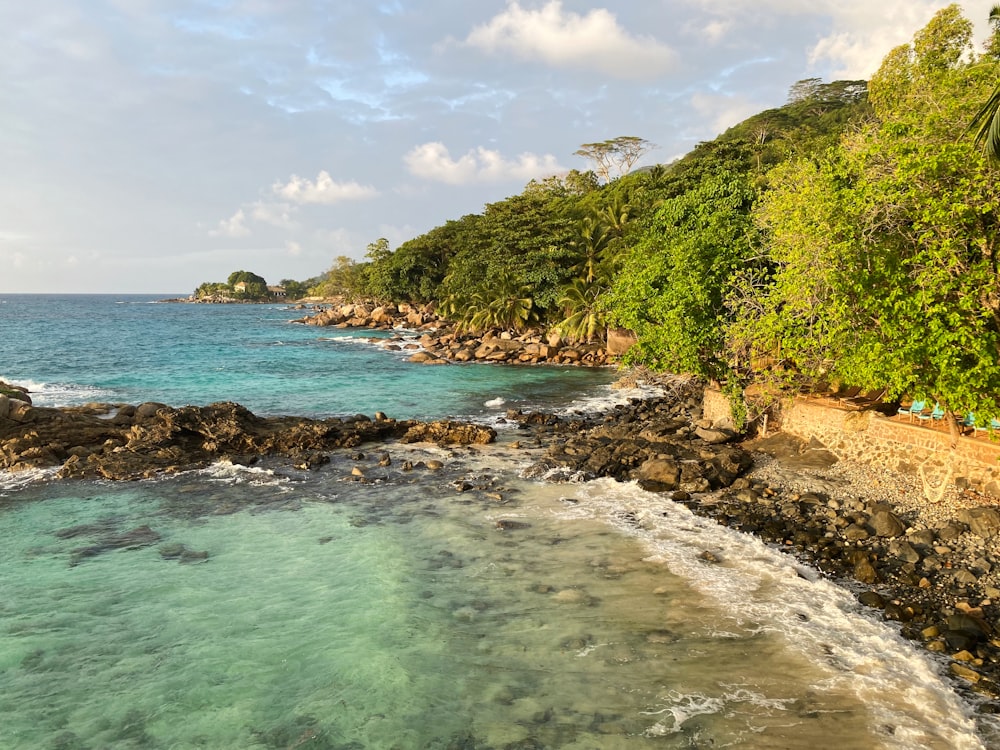 green trees on brown rocky shore during daytime