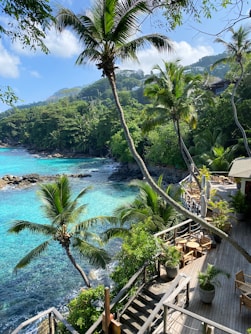 green trees beside body of water during daytime