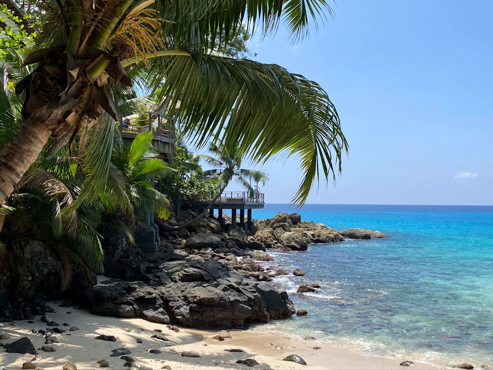 palm tree near body of water during daytime