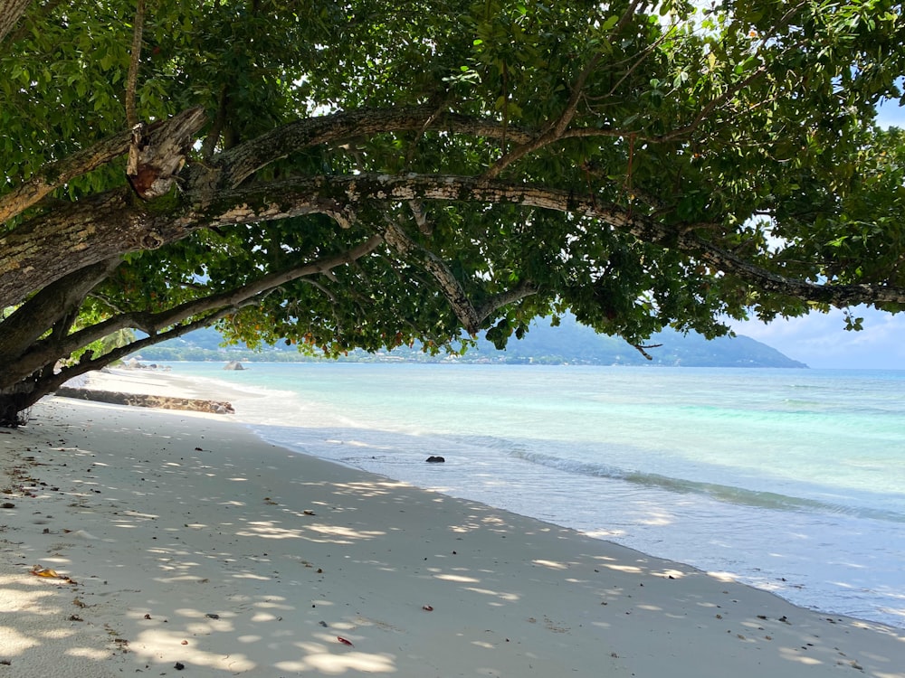 Grüner Baum am Strandufer tagsüber