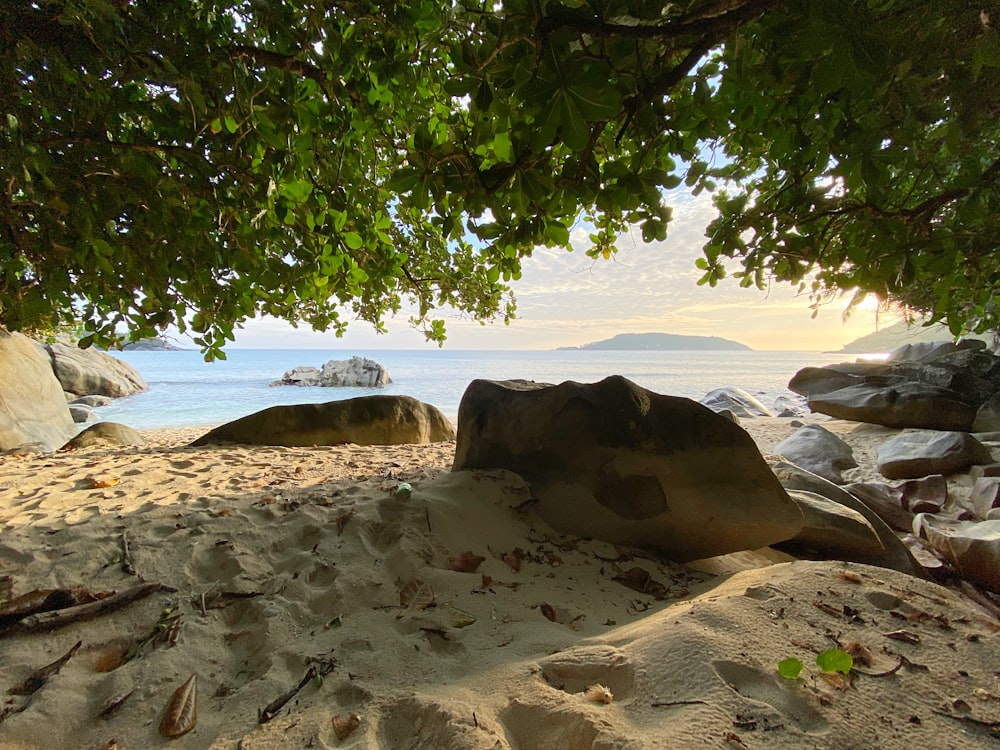 brown rock formation on beach during daytime