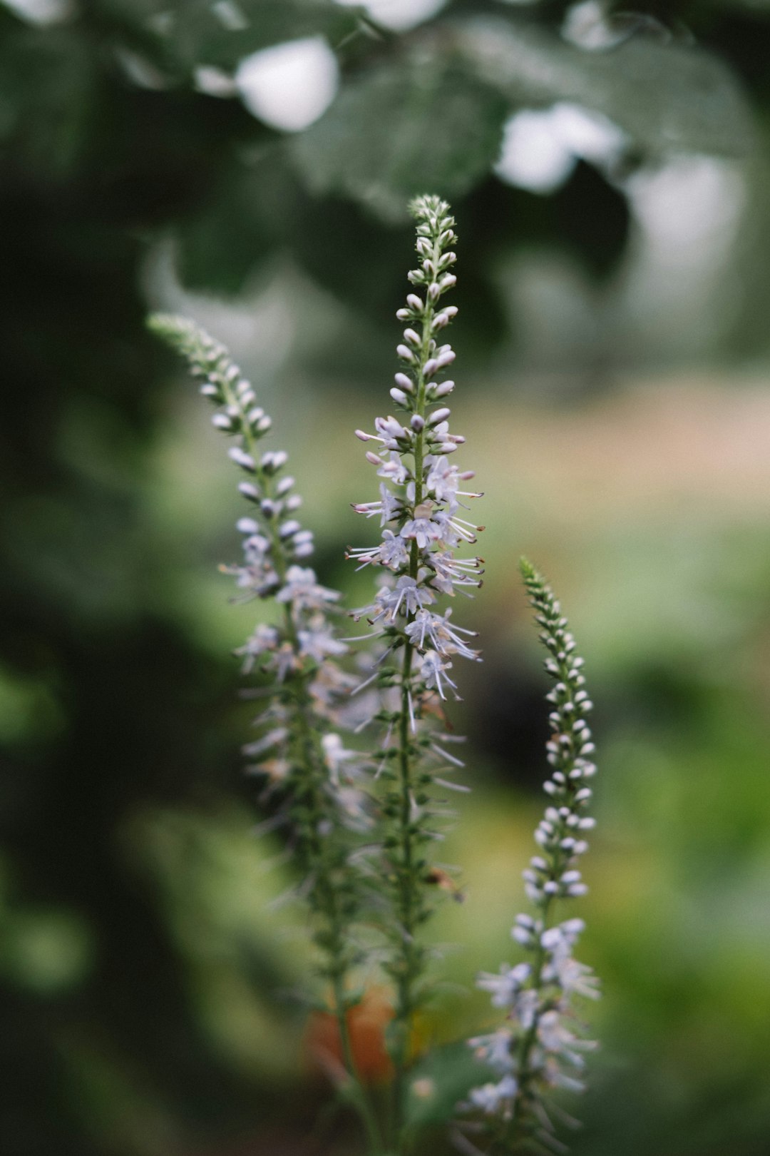 green plant in tilt shift lens