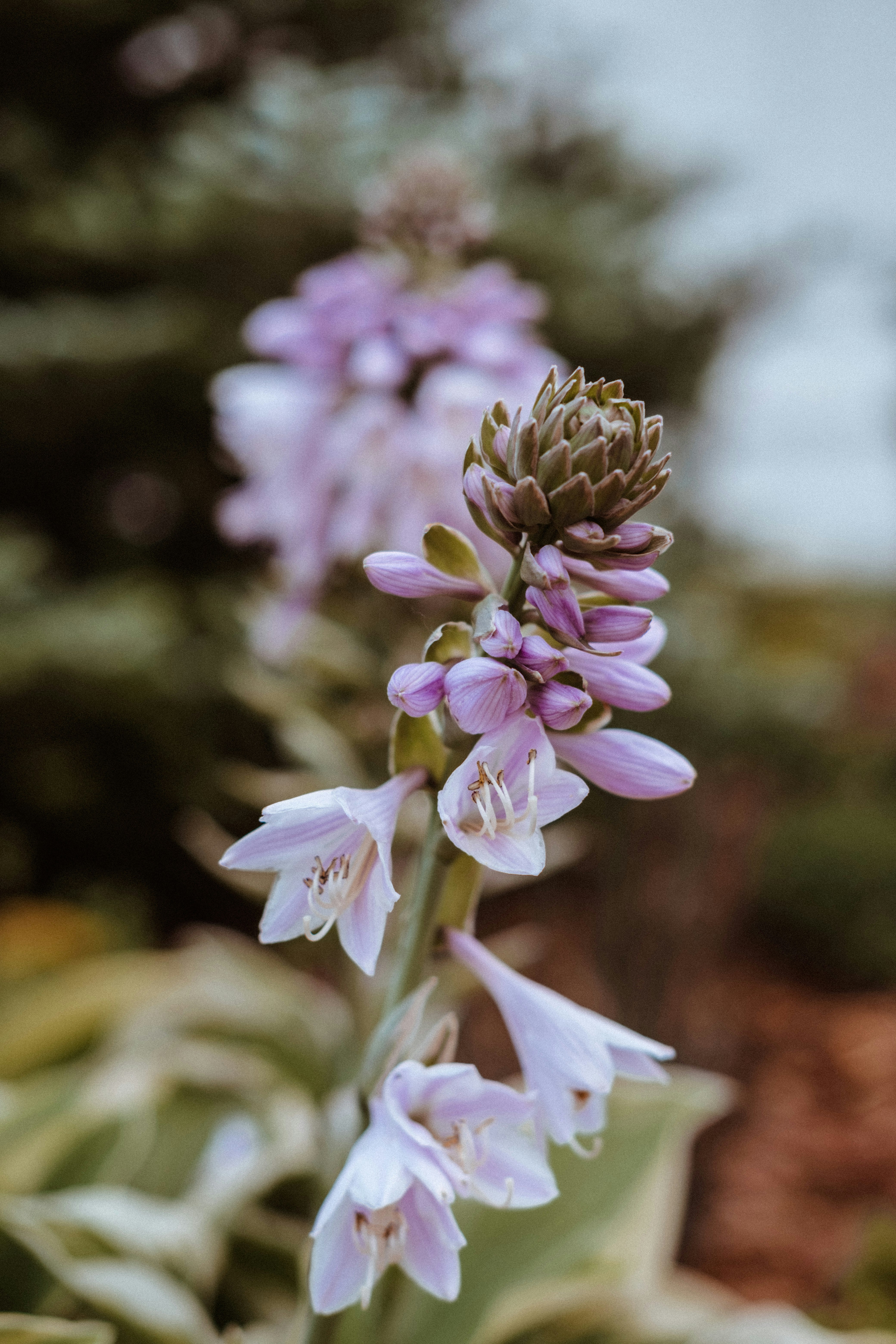 purple and white flower in tilt shift lens