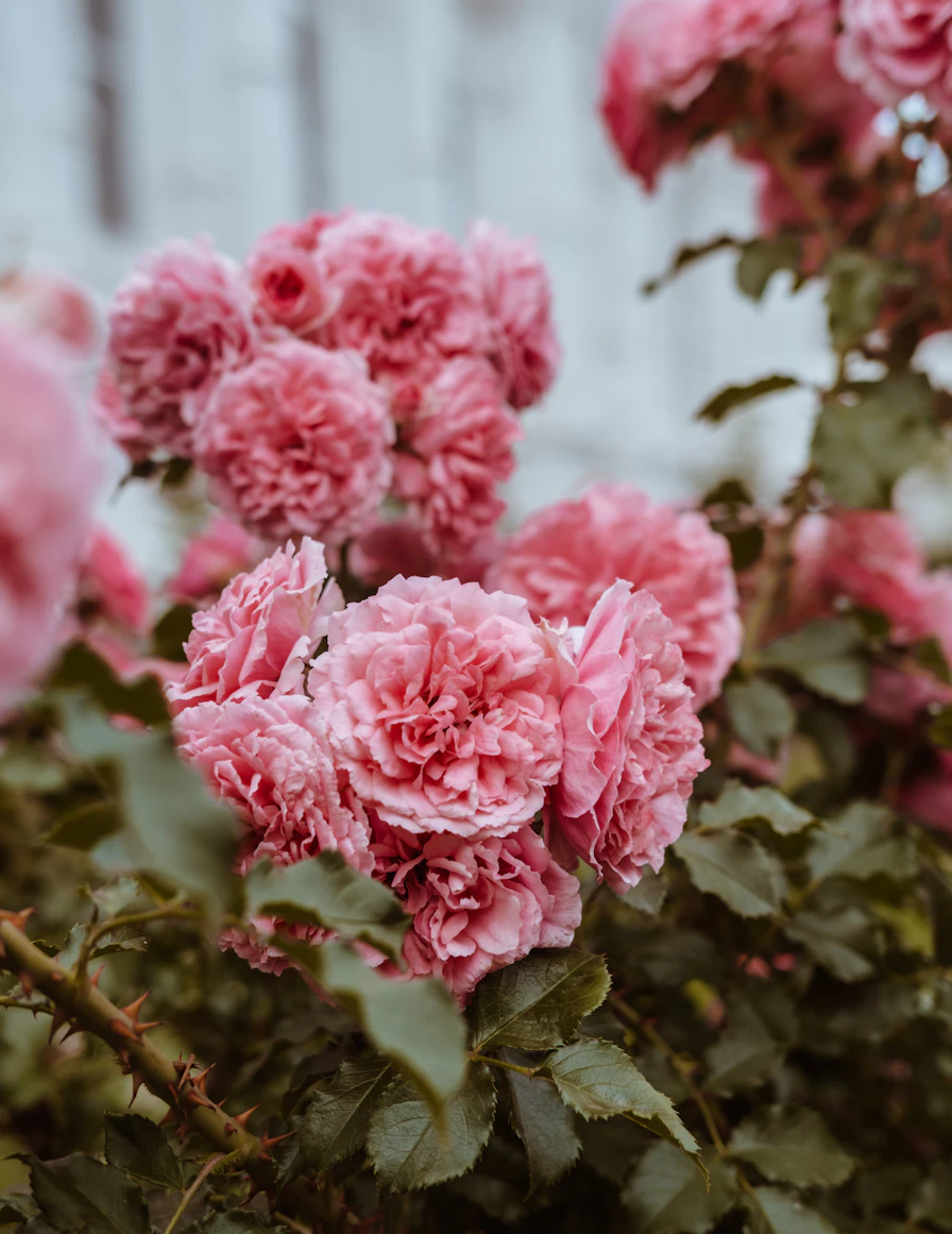 Vintage Roses