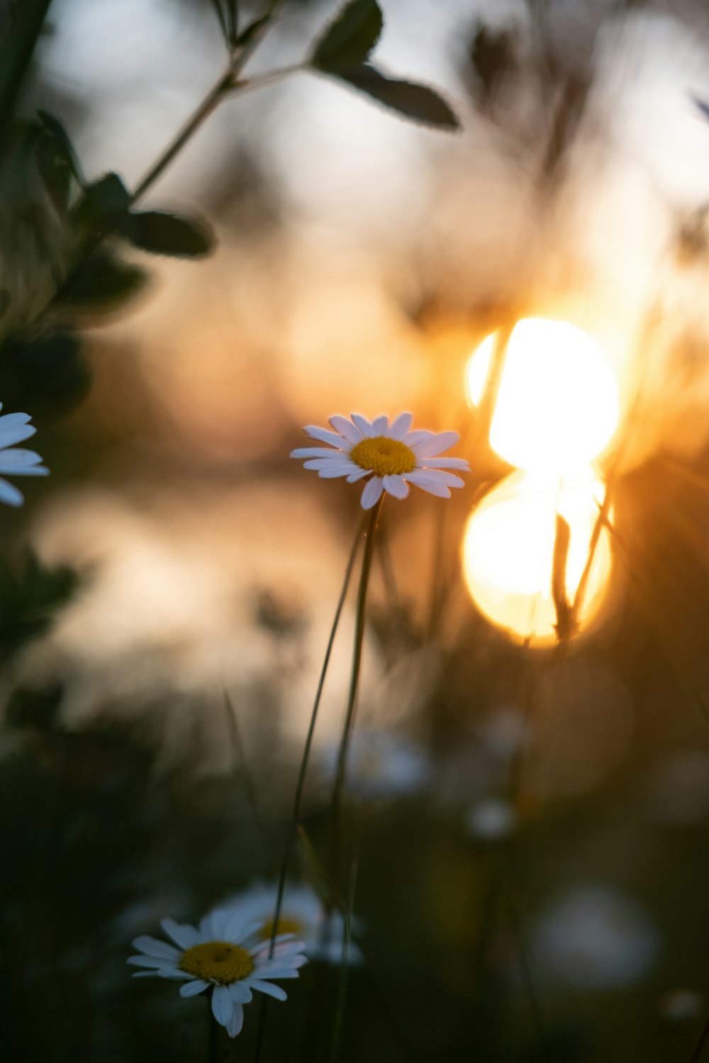 white daisy in bokeh photography