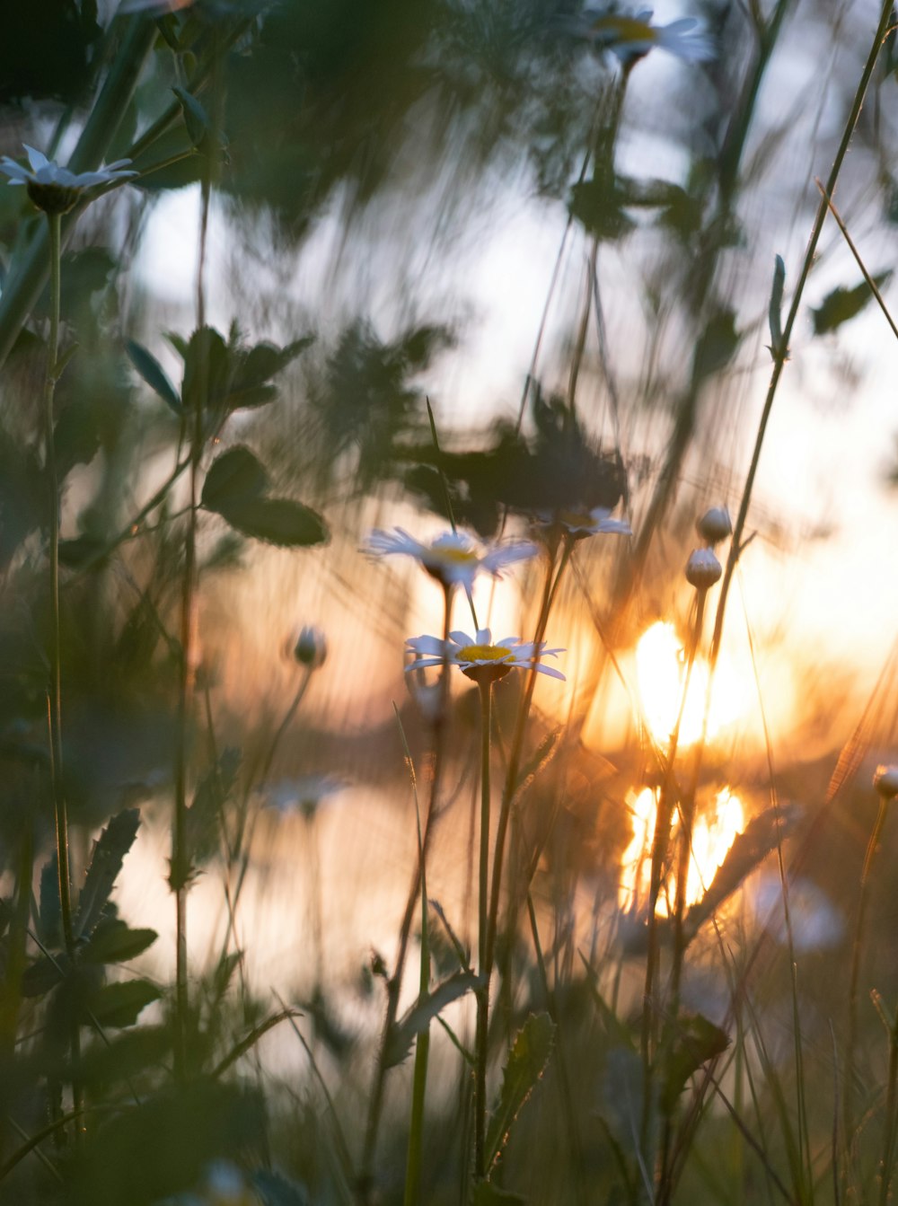 green plants during golden hour