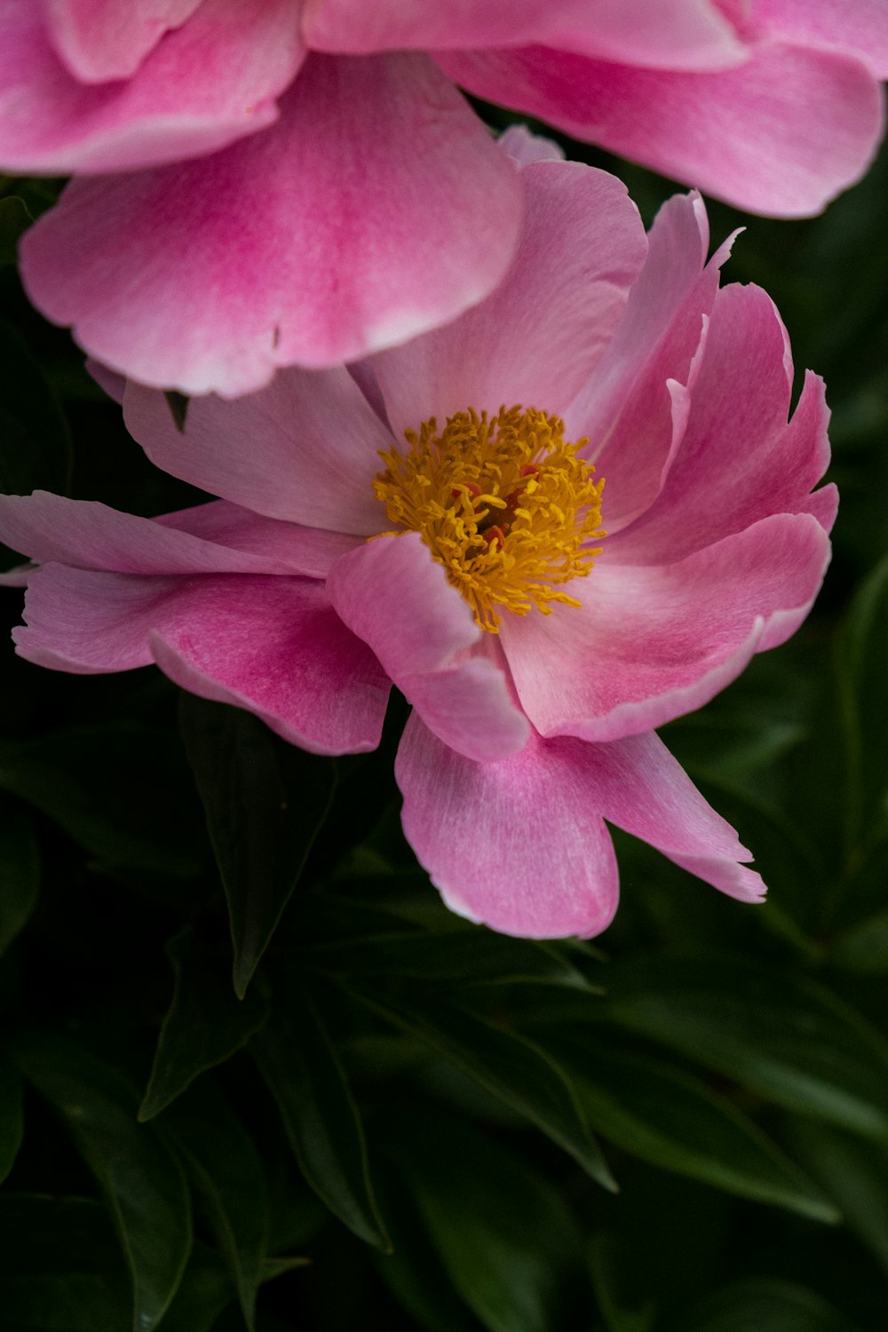 pink flower in macro shot