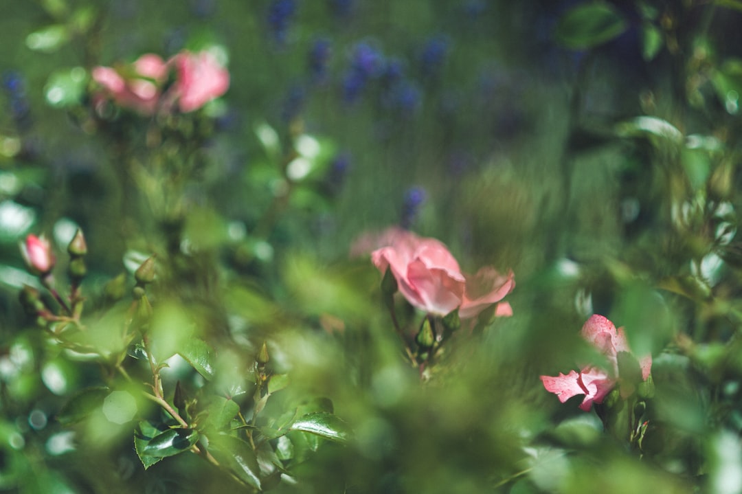 pink flower in tilt shift lens