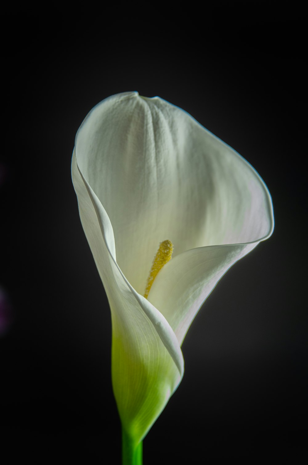 Weiße Tulpe in Blüte Nahaufnahme