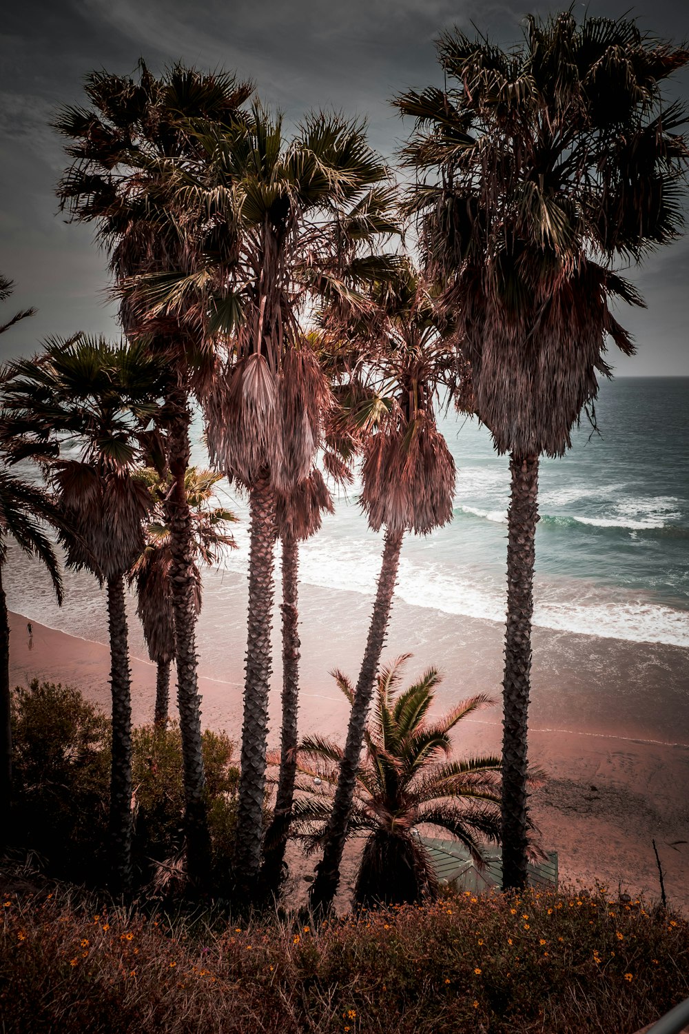 palm trees near body of water during daytime