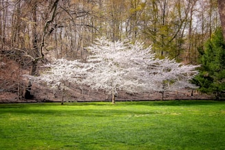 white leaf trees on green grass field during daytime