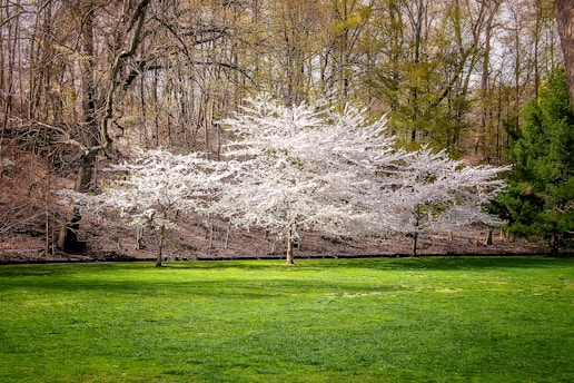 white leaf trees on green grass field during daytime