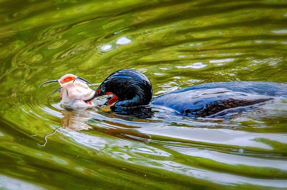 black duck on water during daytime