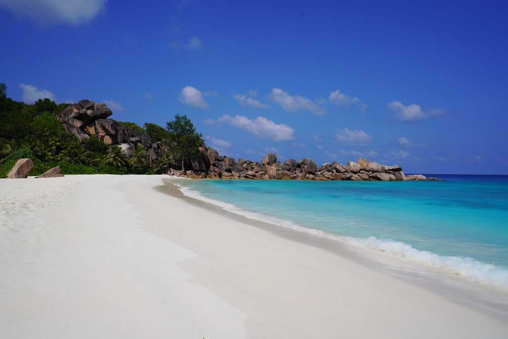 green trees on white sand beach during daytime