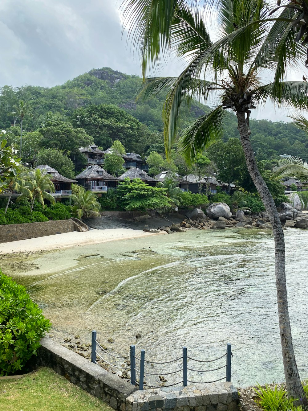 green palm trees near body of water during daytime